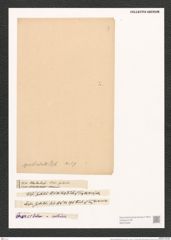 Nitzschia spathulata Breb. (de-Toni-Nr.: Genus 47, Species 2088) Zeichnungen Sammlung Grunow (NHMW-BOT-W0372029)